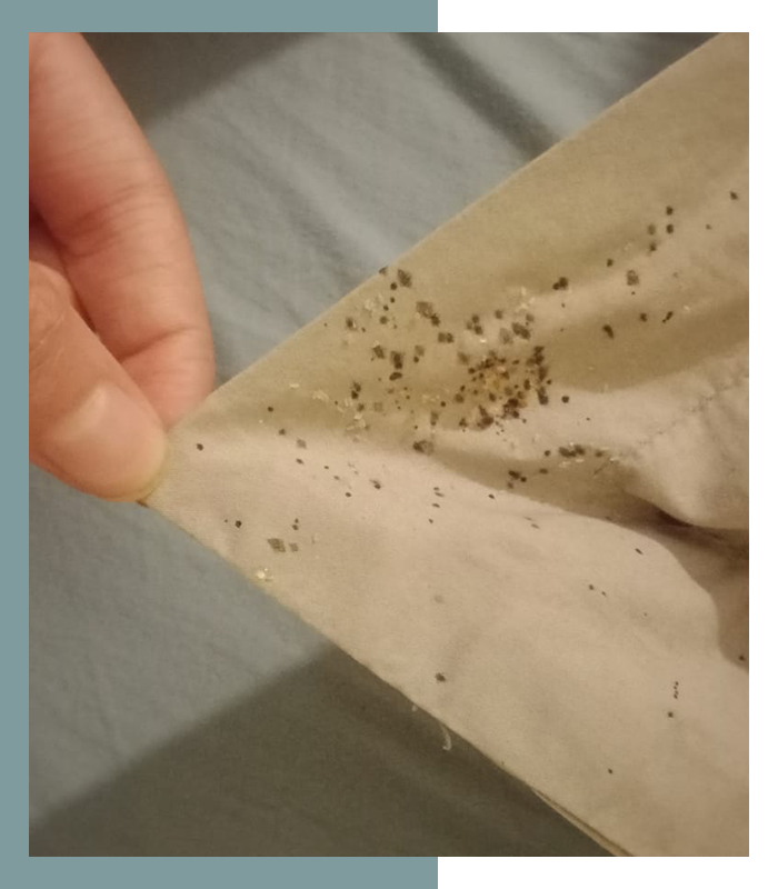 Cymexide - Traitement et éradication des punaises de lit photo 6