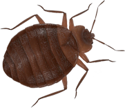 Cymexide - Traitement et éradication des punaises de lit photo 4