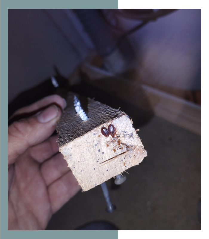 Cymexide - Traitement et éradication des punaises de lit photo 3