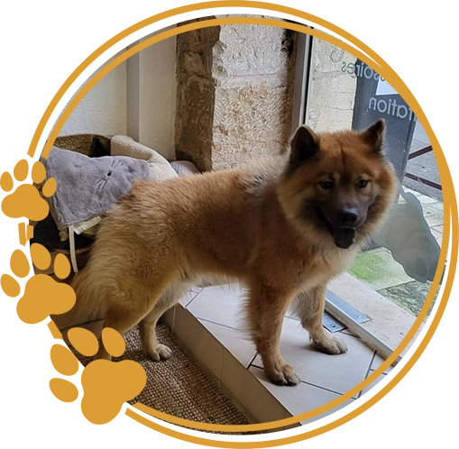 Sitemapcdatahttpskniqoocomspa Beaune Chien A Adopternull