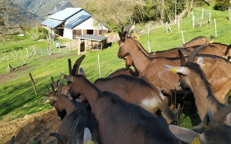 Visite de ferme pr&egrave;s de Loudenvielle | Planifiez votre visite