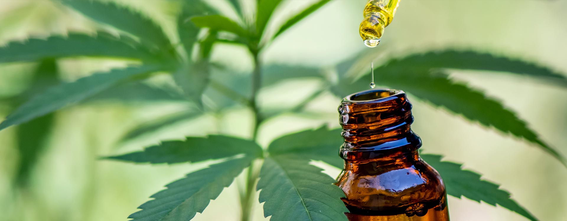 Vente de produits  base de CBD  Auriol