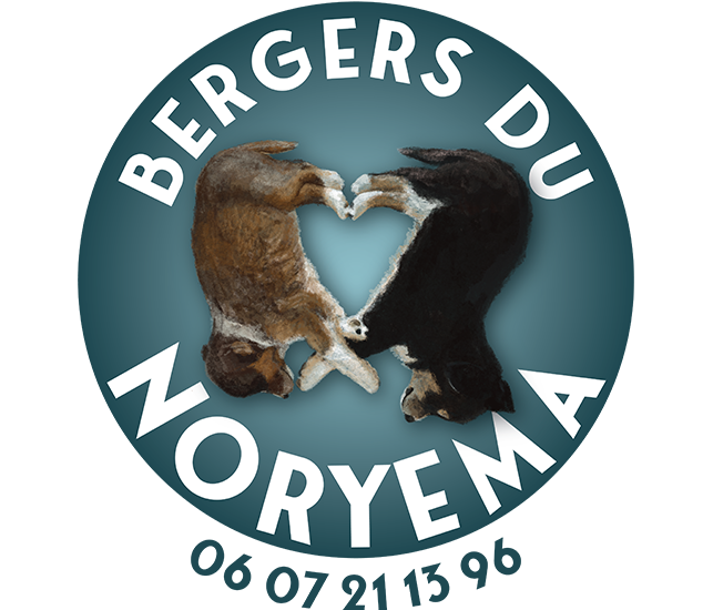 Élevage de Bergers Australiens et bengals à Entraunes