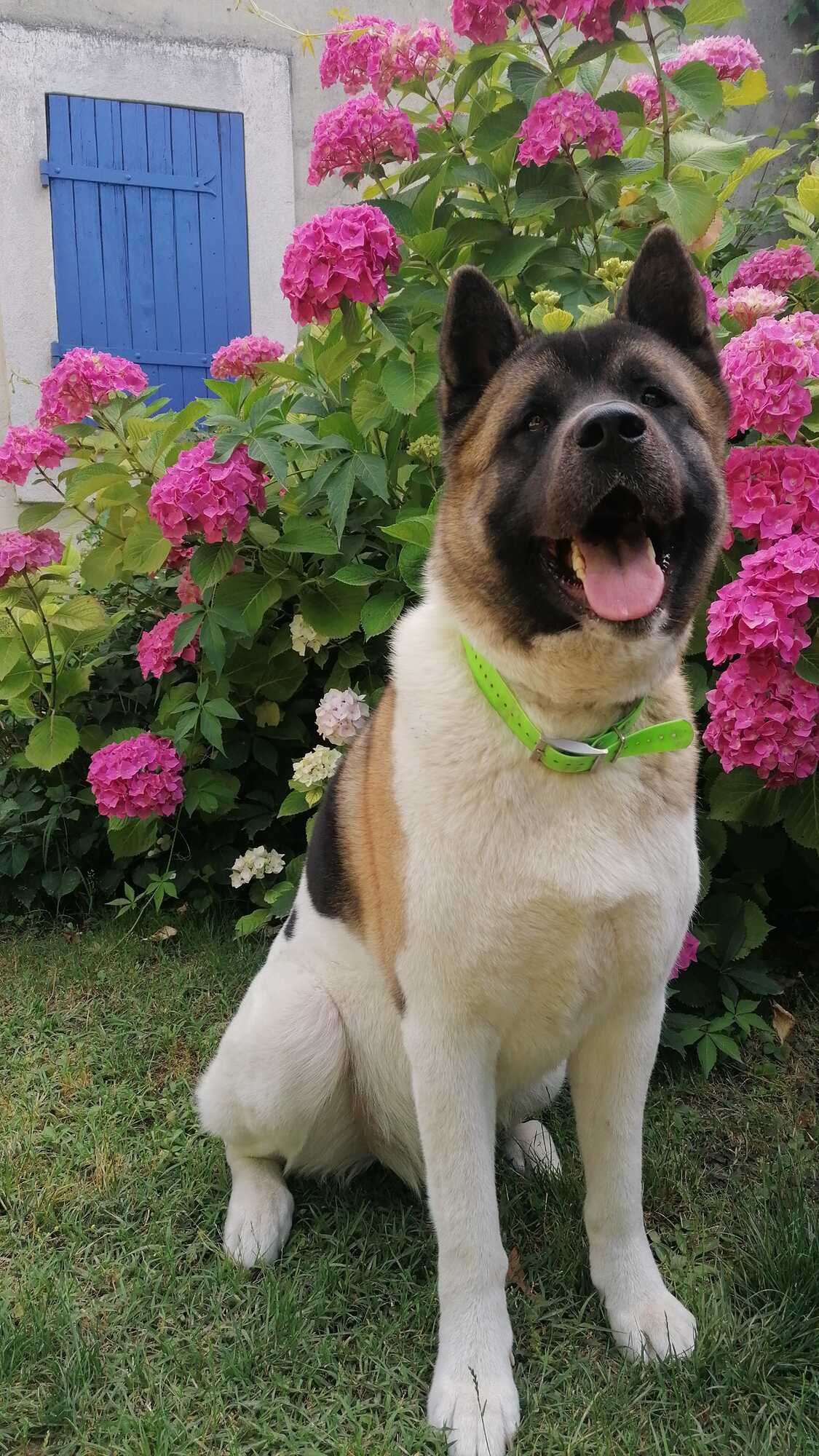 Akita Dog Brown American Akita Puppy Brown Akita Inu Male Hi Res